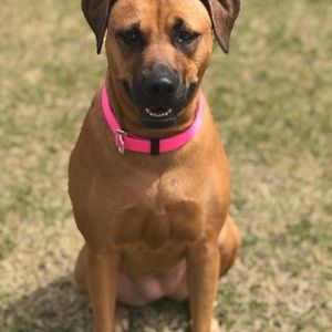 Meet your Posher, Donna